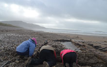 Volunteers excavating the remains of unknown wreck on Llangennith beach