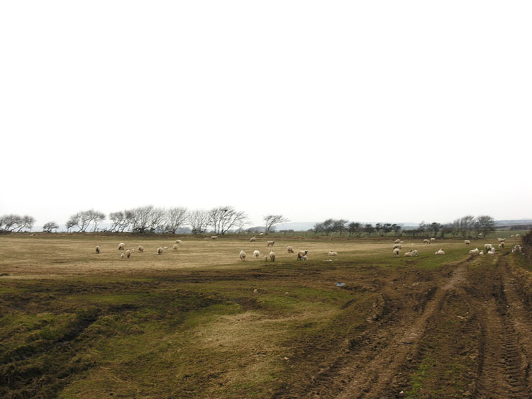 Photo of Newton