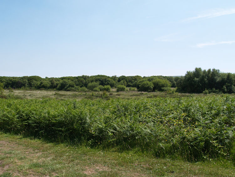 Photo of Cillibion