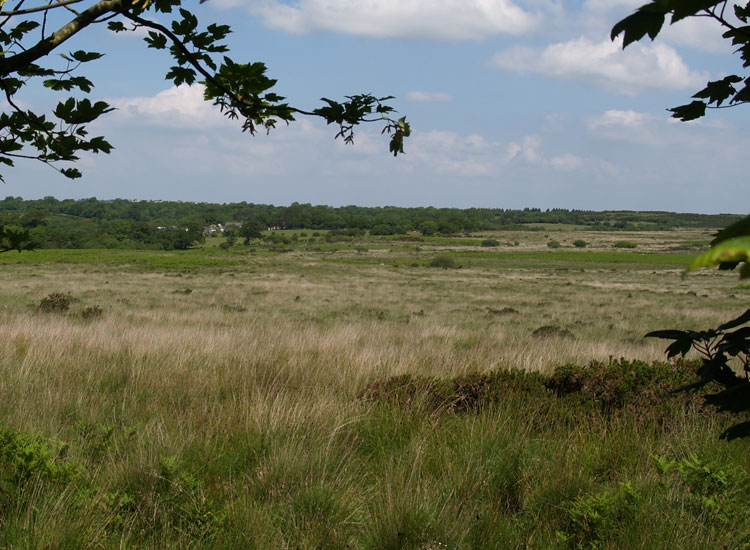Photo of Clyne Common
