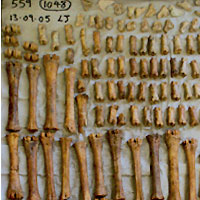 Post-excavation and reporting works