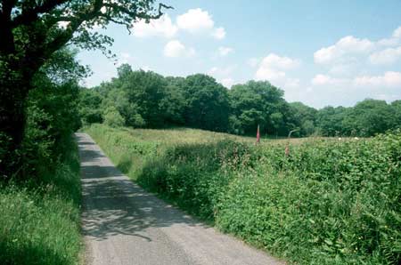 COED MAWR