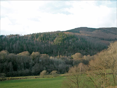 Woodland, forestry, field boundaries
