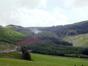 Peraidd Fynnydd