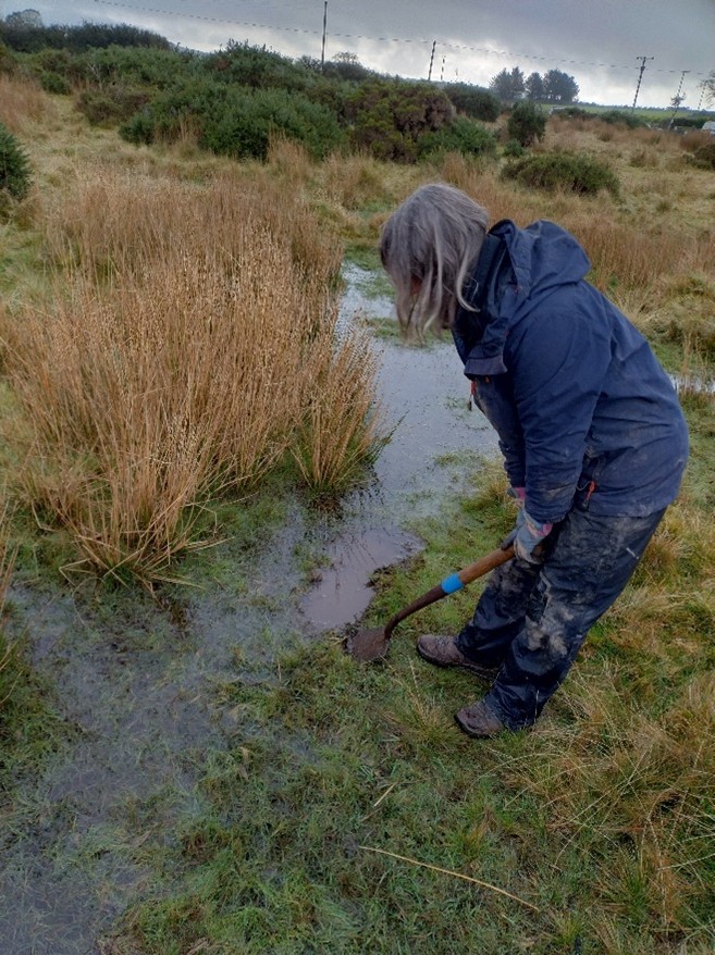 A volunteer cutting turf from a wet grassland area to use in ground infilling at Gors Fawr stone circle, standing beside a waterlogged patch with a spade in hand.