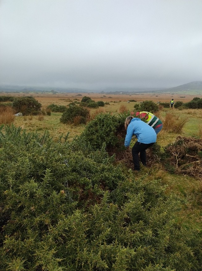 A volunteer cutting back dense gorse on the moorland surrounding Gors Fawr stone circle, with another volunteer visible in the distance under low cloud.
