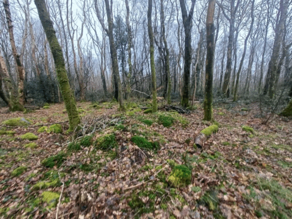 Moss-covered woodland floor with scattered stones and leaf litter beneath bare winter trees.